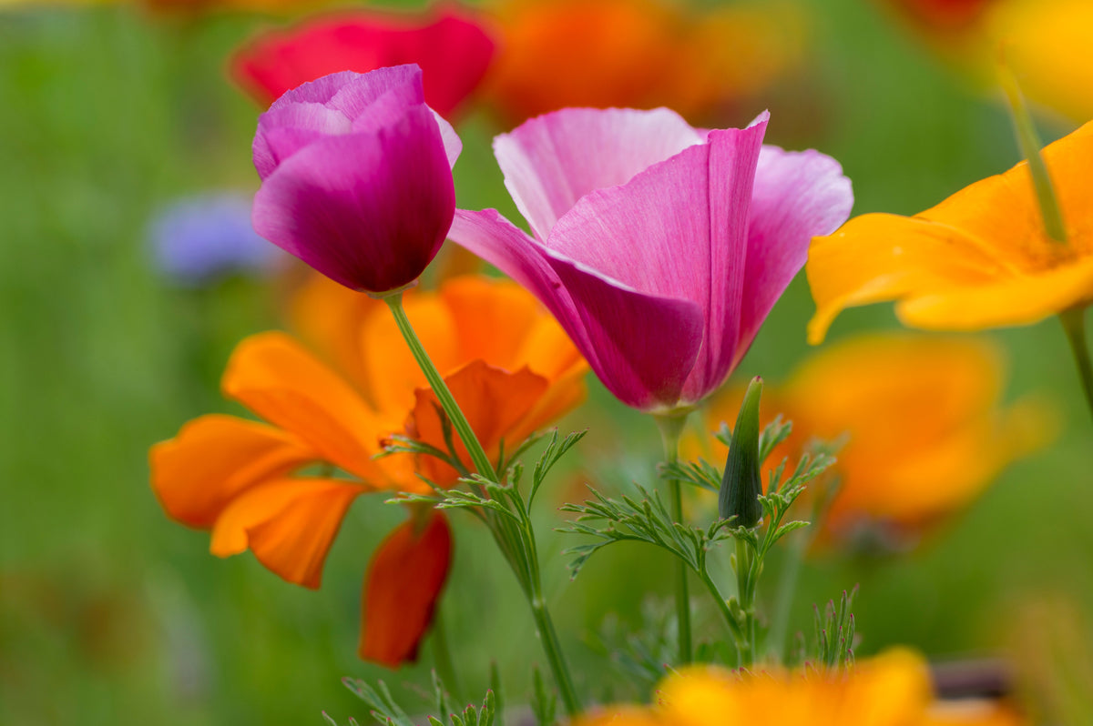 Mixed Colors California Poppy (Ballerina / Mission Bells) Eschscholzia Californica Flower Seeds – photo 12