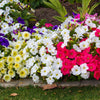 250 MIXED COLORS PETUNIA Flower Seeds