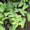 20 SLENDER DUTCHMAN'S PIPE Pipevine Aristolochia Debilis Deep Purple Flower Herb Vine Seeds