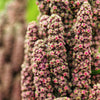 100 Organic BRILLIANT RAINBOW QUINOA Mix Mixed Colors Chenopodium Grain Greens Vegetable Seeds