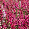 100 SUBLIME PINK LARKSPUR Consolida Ambigua Ajacis Delphinium Bright Pink Flower Seeds