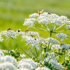 400 CARAWAY Carum Carvi HERB Flower Seeds