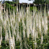 1000 CULVERS ROOT (Black Root) Veronicastrum Virginicum Flower Seeds
