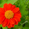 50 RED MEXICAN Torch SUNFLOWER Tithonia Rotundifolia Red Orange Flower Seeds