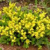 150 MIXED SEDUM Stonecrop Succulent Groundcover Red White Yellow Pink Purple Flower Seeds