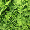 1000 + SENSITIVE FERN Onoclea Sensibilis aka Bead or Sympathy Fern Spores Seeds