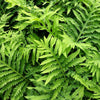 1000 + SENSITIVE FERN Onoclea Sensibilis aka Bead or Sympathy Fern Spores Seeds