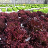3000 Leaf Lettuce RED SALAD BOWL Lactuca Sativa Vegetable Seeds