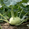 2000 WHITE VIENNA KOHLRABI German Turnip / Turnip Cabbage Brassica Oleracea Root & Leaf Vegetable Seeds