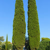 20 MEDITERRANEAN CYPRESS TREE Italian Pencil Pine Cedar Cupressus Sempervirens Stricta Seeds