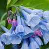 25 VIRGINIA BLUEBELLS True Blue & Pink Mertensia Virginica Flower Seeds