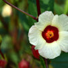 50 ROSELLE HIBISCUS Sabdariffa Rosella Fruit White & Red Flower Seeds