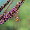 50 FRAGRANT FALSE INDIGO (Dwarf Wild Indigo) Amorpha Nana Flower Seeds