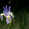 50 MISSOURI IRIS Missouriensis Rocky Mountain Blue Purple Yellow Flower Seeds