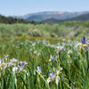50 MISSOURI IRIS Missouriensis Rocky Mountain Blue Purple Yellow Flower Seeds