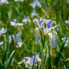 50 MISSOURI IRIS Missouriensis Rocky Mountain Blue Purple Yellow Flower Seeds