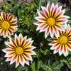 30 Mixed Colors GAZANIA Rigens Treasure Flower Seeds