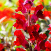 250 RUBY RED SNAPDRAGON Antirrhinum Majus Flower Seeds