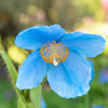 10 BLUE HIMALAYAN POPPY Tibetan Meconopsis Betonicifolia Flower Seeds