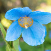 10 MIXED HIMALAYAN POPPY Blue Red Violet Meconopsis Napaulensis Mix Flower Seeds