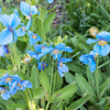 10 BLUE HIMALAYAN POPPY Tibetan Meconopsis Betonicifolia Flower Seeds