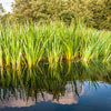250 SWEET FLAG GRASS Wetland Pond Acorus Calamus Ornamental Seeds