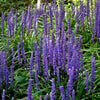 5 LILYTURF Liriope Muscari aka Big Blue Lily Turf / Monkey Grass Flower Seeds