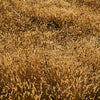 150 SWEET VERNAL GRASS Sweet Grass Vanilla Grass Anthoxanthum Odoratum Fragrant Vernalgrass Ornamental Craft Seeds