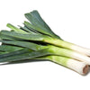 800 AMERICAN FLAG LEEK (Large Leek) Allium Porrum Vegetable Seeds