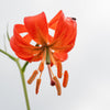 10 CORAL LILY Siberian Turk's Cap Lilium Pumilum Coral Red Fragrant Flower Seeds