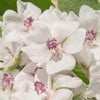 50 WHITE MARSH MALLOW Althaea Officinalis Flower Seeds
