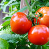 Red Rutgers Tomato Seeds – Lycopersicon Globe Determinate 8 oz Fruit Vegetable