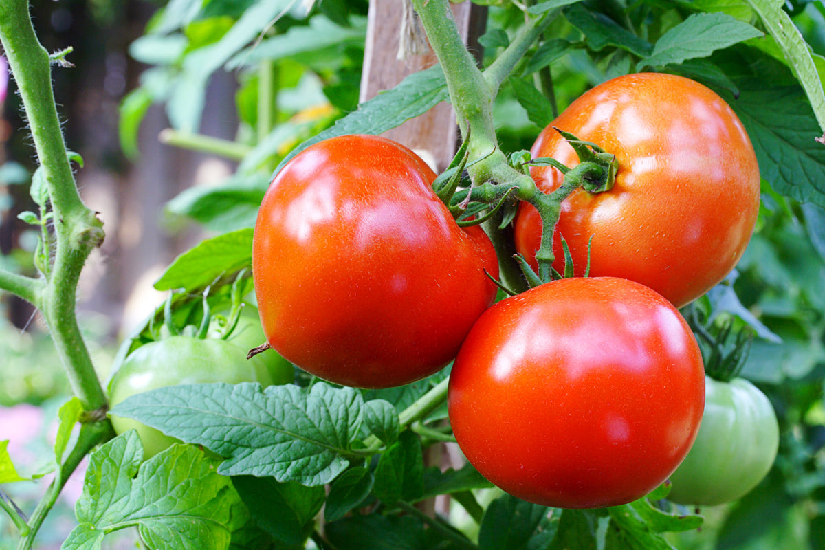 Red Rutgers Tomato Seeds – Lycopersicon Globe Determinate 8 oz Fruit Vegetable