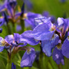 20 ALASKA IRIS Setosa Wild Flag Beachhead Blue Purple White Yellow Native Wetland Flower Seeds