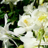 25 CRYSTAL STAR White COLUMBINE Aquilegia Caerulea Flower Seeds