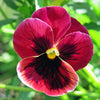 50 RASPBERRY BLOTCH PANSY Swiss Giant Viola Wittrockiana Pink Flower Seeds