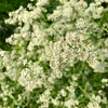 500 WHITE ANISE Pimpinella Anisum HERB Flower Seeds
