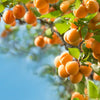 5 MANCHURIAN APRICOT Fruit Tree Flowering Prunus Mandshurica Seeds