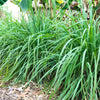 100 LEMONGRASS East Indian Lemon Grass Fragrant Ornamental Edible Cymbopogon Flexuosus Seeds