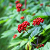15 Asian KOREAN GINSENG Panax Shade Chinese Herb Seeds
