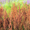 200 LARGE LEAF SORREL (Garden Sorrel / Spinach Dock / Redshank) Rumex Acetosa Vegetable Seeds