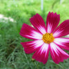 300 PICOTEE COSMOS Bipinnatus 2-Tone White Pink Magenta Fast Growing Flower Seeds