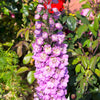 100 ROCKET LARKSPUR DELPHINIUM Consolida Giant Imperial Mixed Colors Flower Seeds