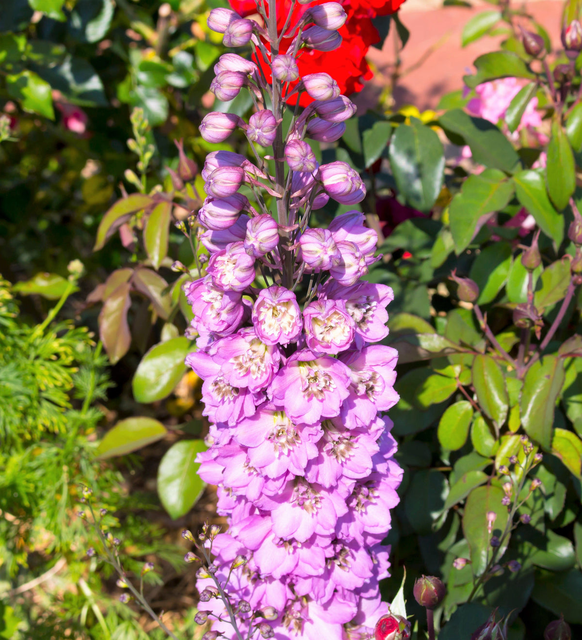 Delphinium Pixie Rockets 100 ROCKET LARKSPUR DELPHINIUM Consolida Giant Imperial Mixed Colors F ...