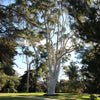 50 LEMON SCENTED EUCALYPTUS Citriodora Tree aka Lemon Bush & Spotted Gum - Colorful Bark White Flower Tree Seeds