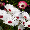 100 Gelato WHITE ICE PLANT Mesembryanthemum Livingstone Daisy Flower Seeds