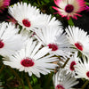 Mixed Colors Ice Plant ( Mesembryanthemum Daisy / Livingstone Daisy ) Dorotheanthus Bellidiformis Flower Seeds – photo 13