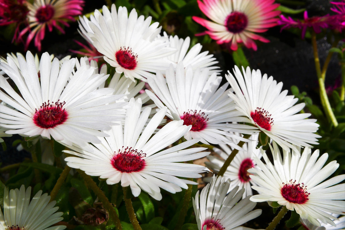 Mixed Colors Ice Plant ( Mesembryanthemum Daisy / Livingstone Daisy ) Dorotheanthus Bellidiformis Flower Seeds – photo 13