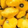 10 Golden YELLOW Bush SCALLOP SQUASH (Patty Pan / Paty Pan / Squanter Squash) Summer Cucurbita Pepo Vegetable Seeds