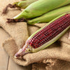 35 BLOODY BUTCHER Red CORN Edible & Ornamental Heirloom Zea Mays Vegetable Seeds